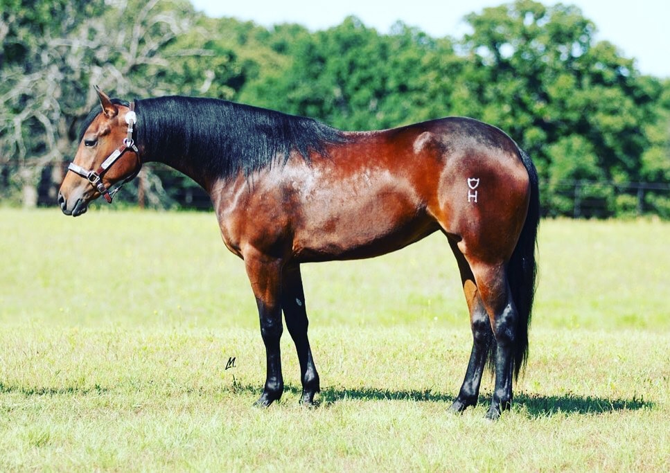 Sales Brant Performance Horses